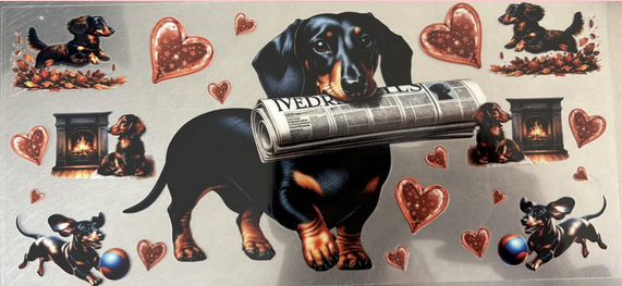 Dachshund