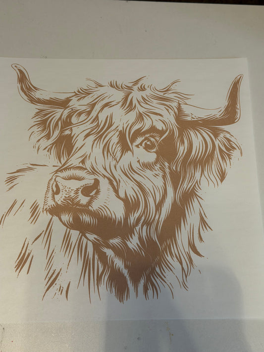 Highland Cow