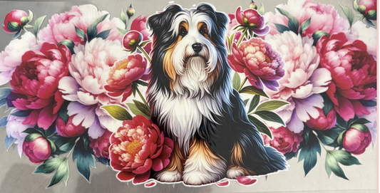 Sheepdog