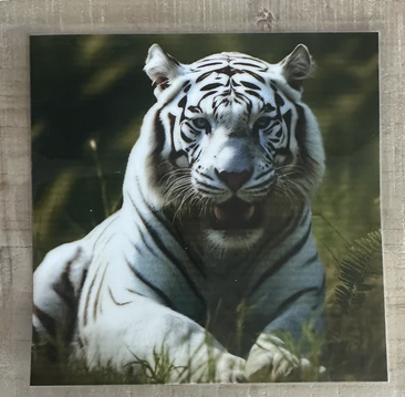 White Tiger 1